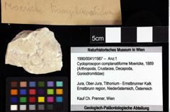 Foto (Objket + Etiketten) von Cycloprosopon complanatiforme (Moericke, 1889) 